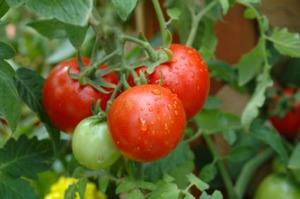 Сажаем помидоры в грунт самостоятельно с фото