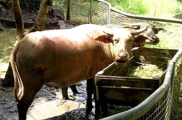 Как вылечить и предотвратить атонию преджелудков коровы - фото