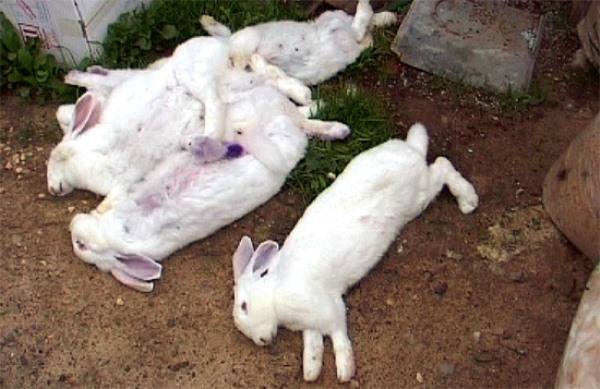 Что нужно знать о геморрагической болезни кроликов (ВГБК)? с фото