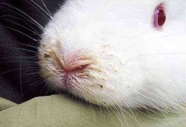 Ринит у кроликов: симптомы и лечение с фото