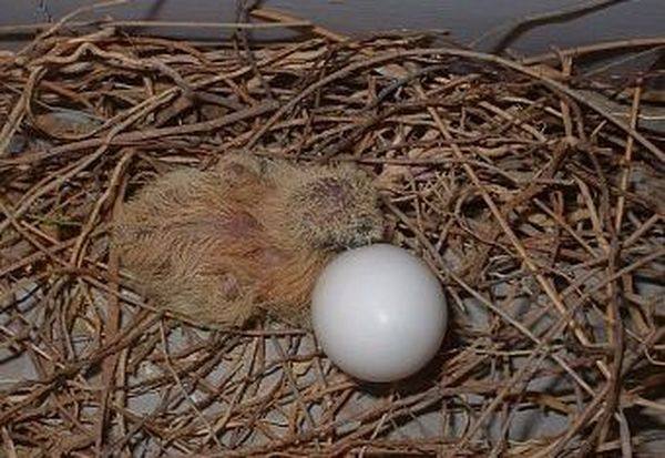 Сколько дней голуби высиживают яйца с фото