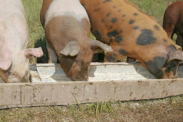 Как рассчитать сколько корма нужно свинье для откорма - фото