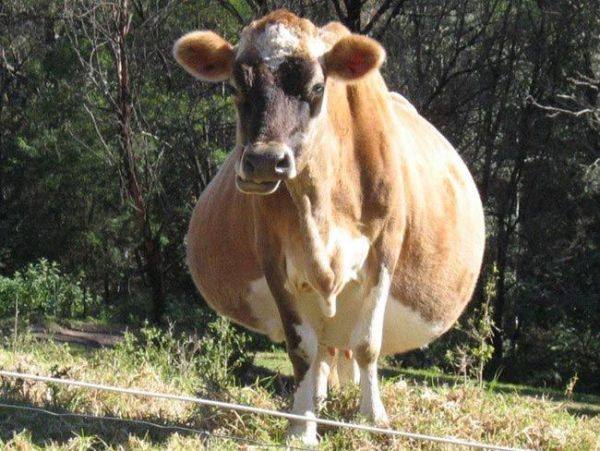 Сколько длитcя беременность коровы - фото