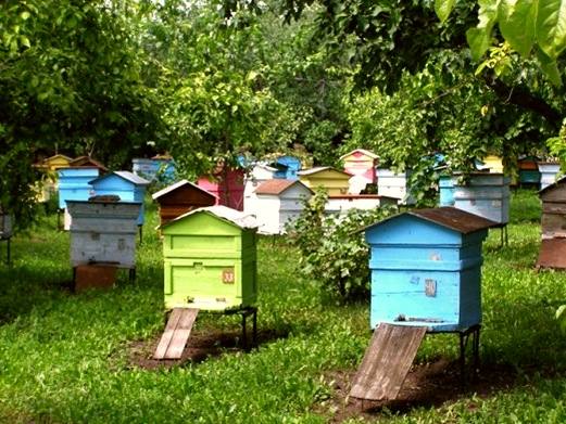 Сколько стоит пчелиная семья с ульем - фото