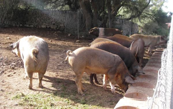 Способы содержания свиней в домашних хозяйствах - фото