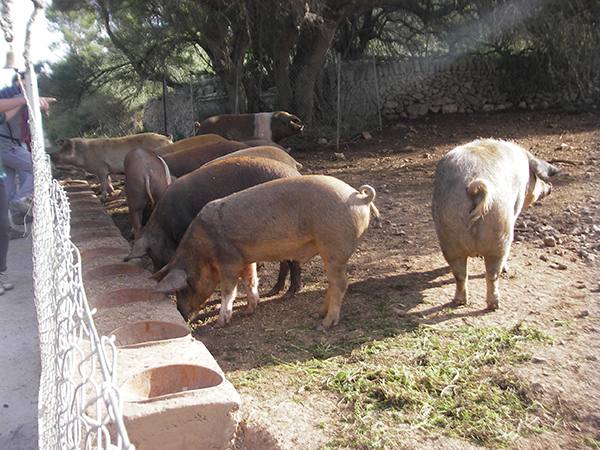 Особенности содержания свиней в подсобном хозяйстве - фото