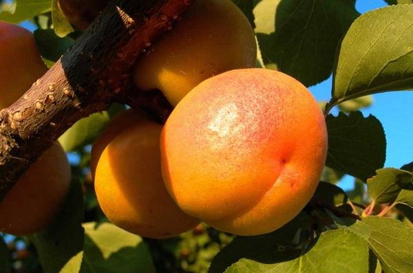 Персик или абрикос? Описание абрикоса сорта «Персиковый» с фото