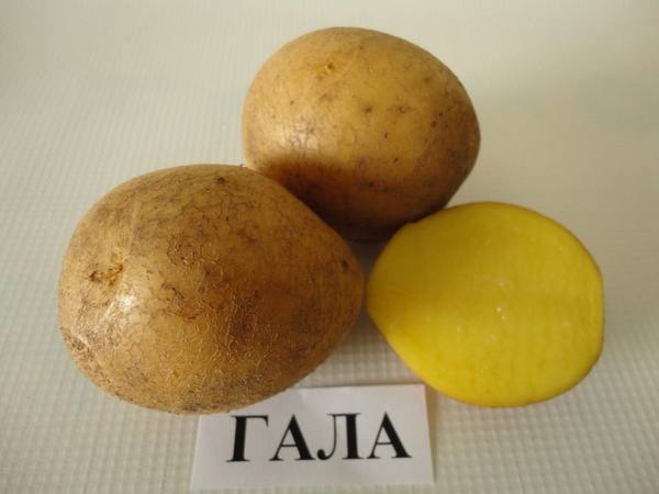 Сорт картофеля Гала: описание и фото с фото
