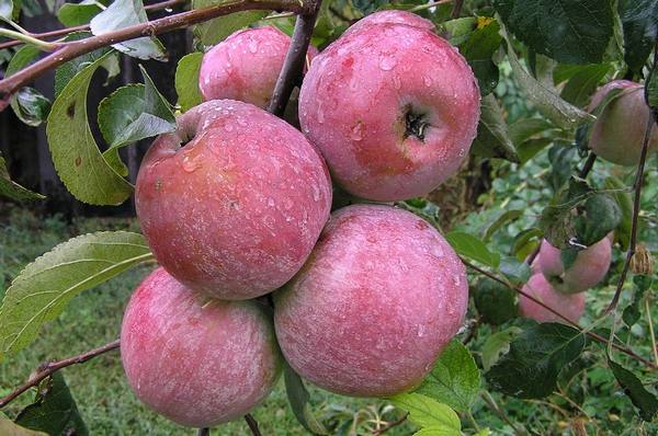 Сорт яблок Уэлси: фото и описание - фото