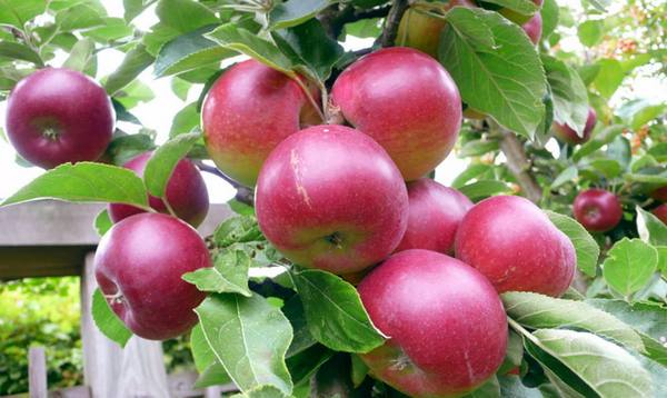 Сорт яблок Звездочка  что привлекает садоводов и бизнесменов? с фото