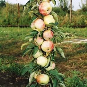 Колоновидные яблони: сорта и особенности ухода с фото