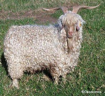 Советская шерстная порода коз: описание, характеристики и отзывы - фото