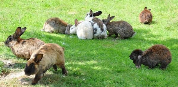 Разведение кроликов: с чего начать? с фото