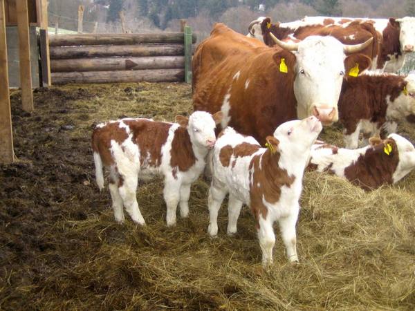 Фермерам на заметку - как определить стельность коровы с фото