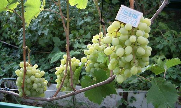 Столовые сорта винограда  выбираем самые сочные и урожайные - фото