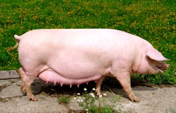Обзор свиней мясной направленности с фото