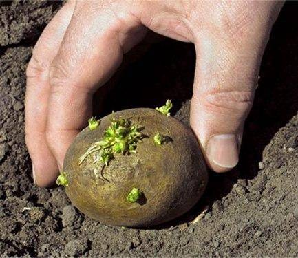 Технология посадки картофеля при беспахотном способе - фото