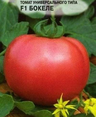 Розовоплодный томат «Бокеле F1» — раннеспелый томат малинового цвета с фото