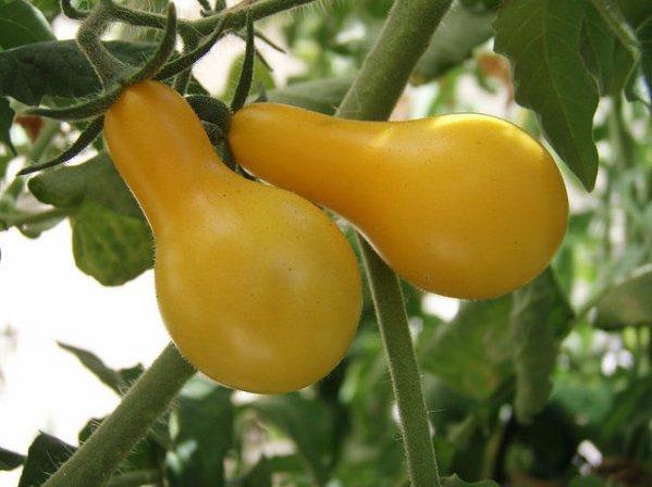 Особенности выращивания Медовой капли в огороде, посадка и уход за желтыми томатами с фото