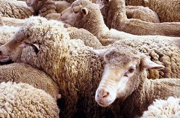 Чем опасен ценуроз у овец? - фото