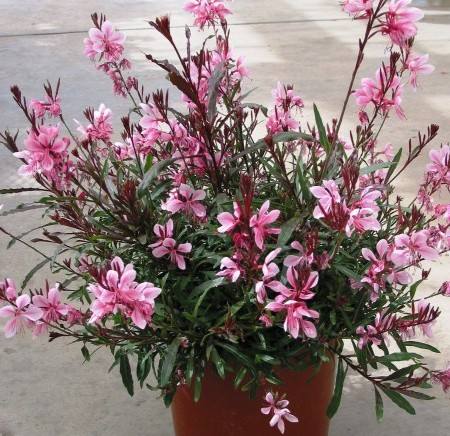 Цветок гаура: выращивание и размножение - фото