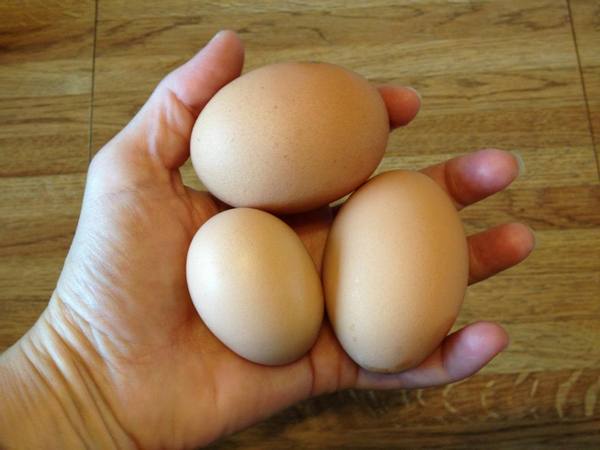 У какой породы кур самые крупные яйца с фото