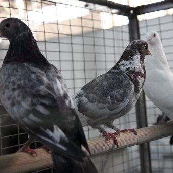 Уход и разведение голубей в домашних условиях - фото