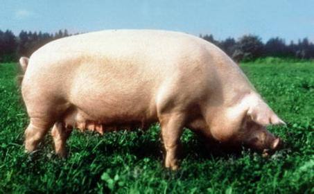 Уржумская порода свиней: фото и описание - фото
