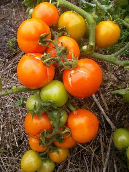 Утенок: томат для любой погоды с фото