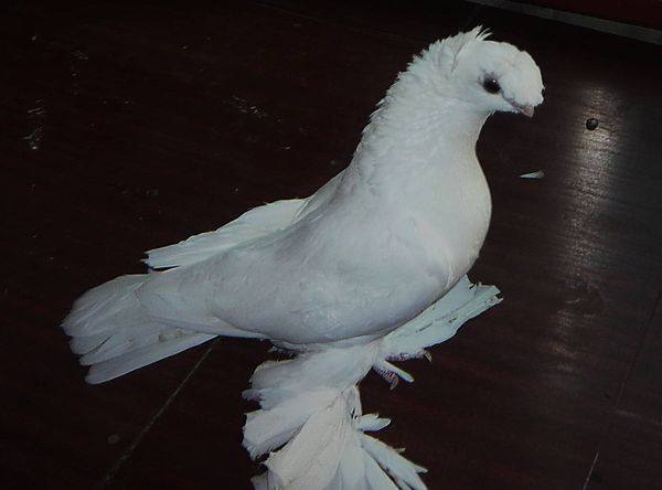 Чем примечательны узбекские голуби и где их можно встретить с фото