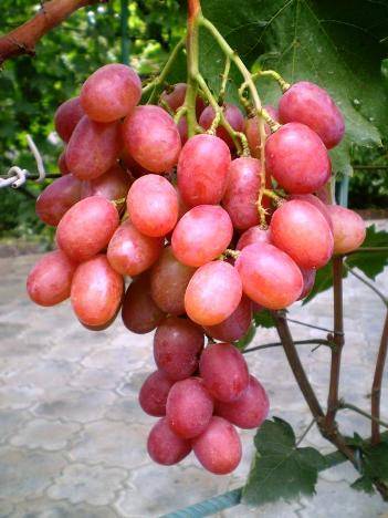 Виноград Анюта - удивительное растение - фото