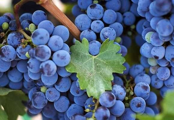 Правильная посадка и выращивание винограда сорта Изабелла с фото