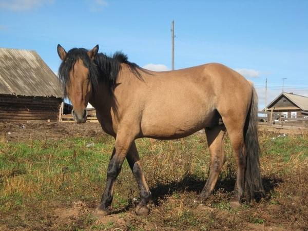 Вятская порода лошадей: фото, история и описание - фото