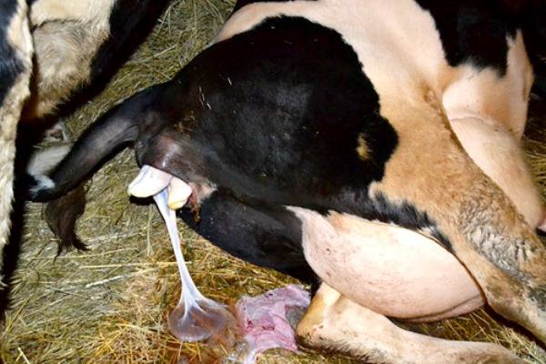 Лечение выпадения матки коров после родов - фото
