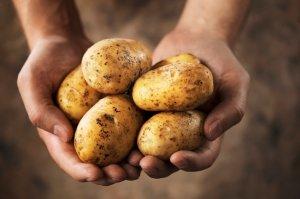 Хороший урожай картофель из семян: реально ли это? с фото