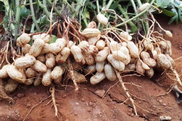 Выращивание арахиса: посадка и уход в Средней полосе с фото