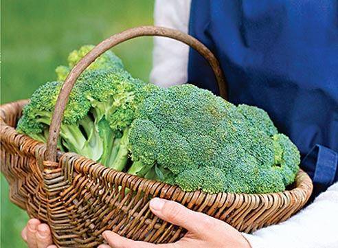 Выращивание брокколи из семян: основные правила и секреты с фото