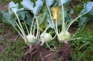 Выращивание капусты кольраби с фото