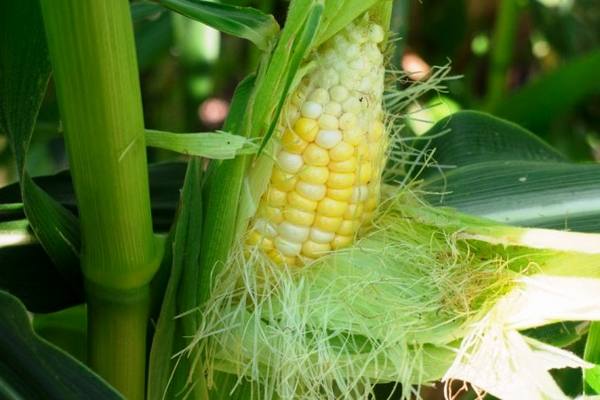 Выращивание кукурузы сахарной: посадка и уход - фото