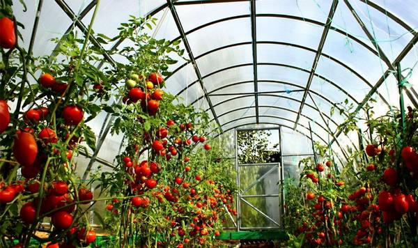 Выращивание помидоров в теплице  как обеспечить богатый урожай томатов? - фото