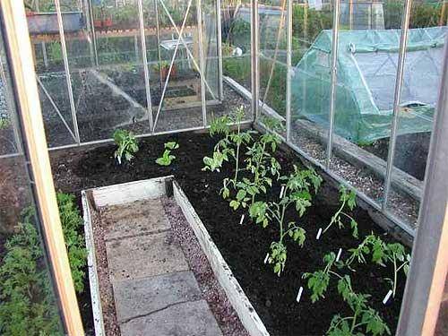 Выращивание томатов в теплице - фото