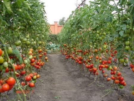 Выращивание высокорослых (индетерминантных) томатов с фото