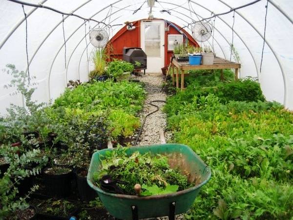 Выращивание зелени в теплице: укроп, петрушка и сельдерей - фото