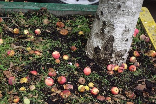 Опавшие яблоки как удобрение  фруктовая подкормка - фото