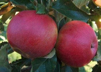 Сорт яблок «Айдаред»: характеристика, достоинства и недостатки с фото