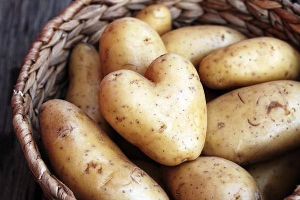 Заготовка семенного картофеля с фото